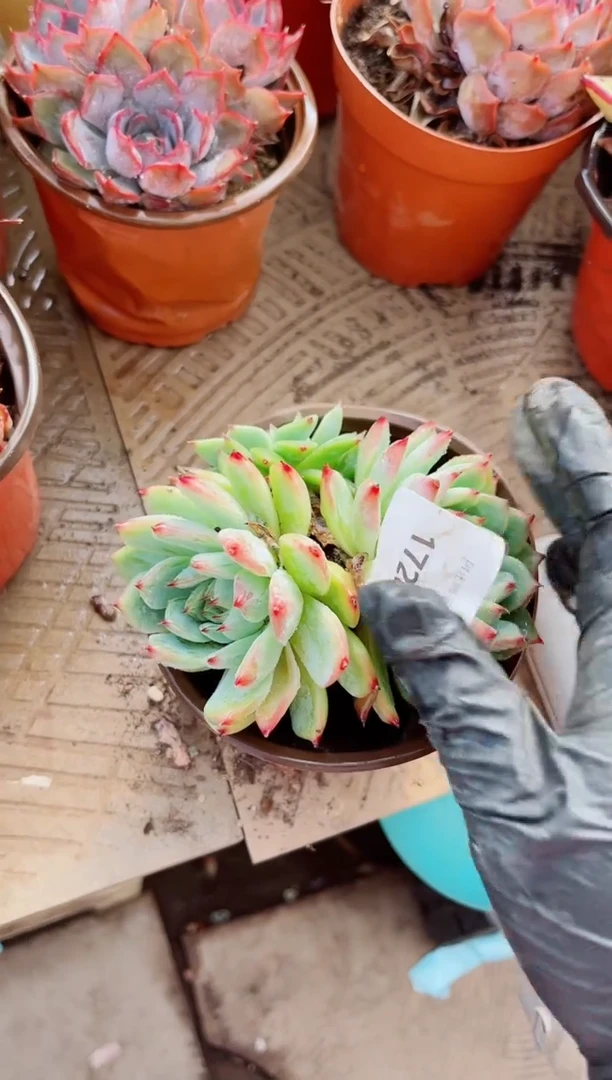 香****）植物一物一拍17203
