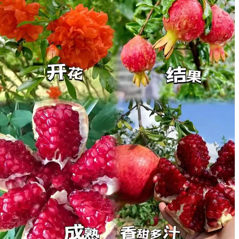 石榴树苗盆栽地栽南北方种植