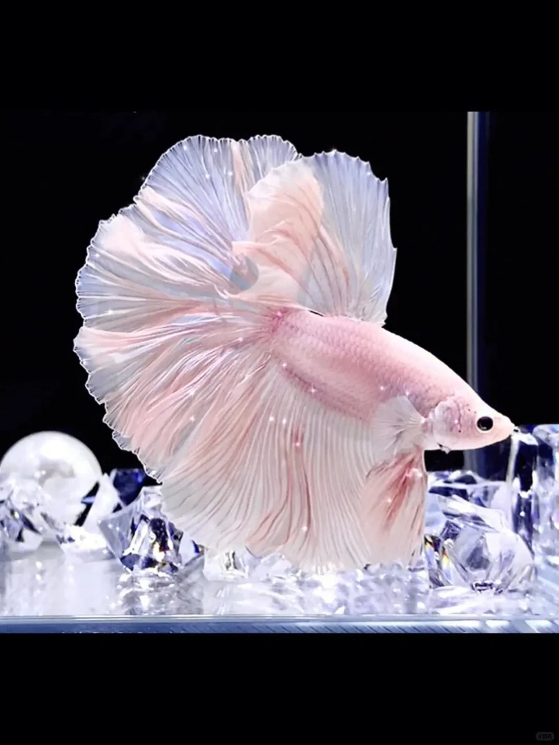 A5（97-120)泰国斗鱼精品观赏鱼（直播间挑鱼为准)