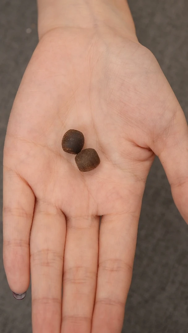 沉香手串海南尖峰岭莺歌绿奇楠99沉卡10鼓珠单珠