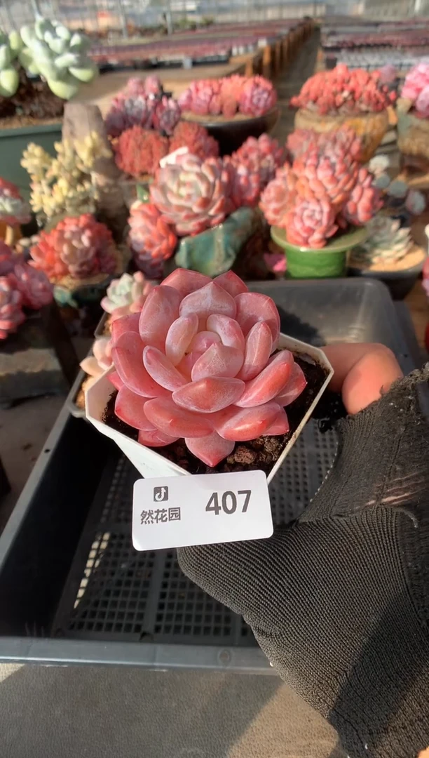 407雪天使一物一拍