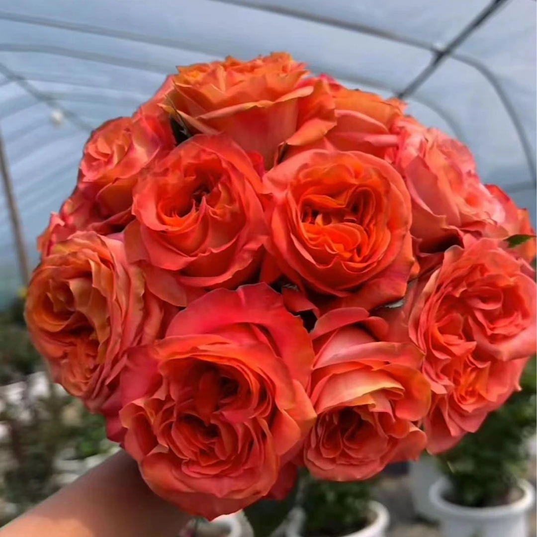 狂野精灵月季灌木四季