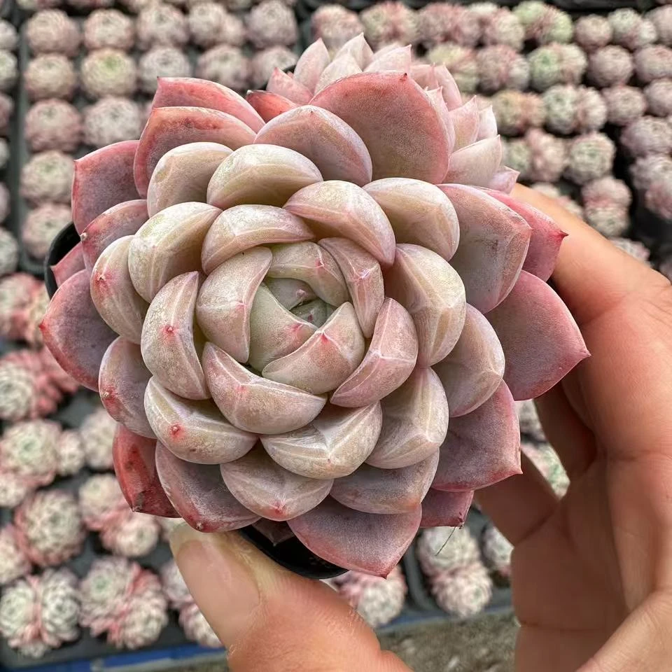 7#胭脂雪双头多肉植物 前男友精品多肉 SM673 (1)