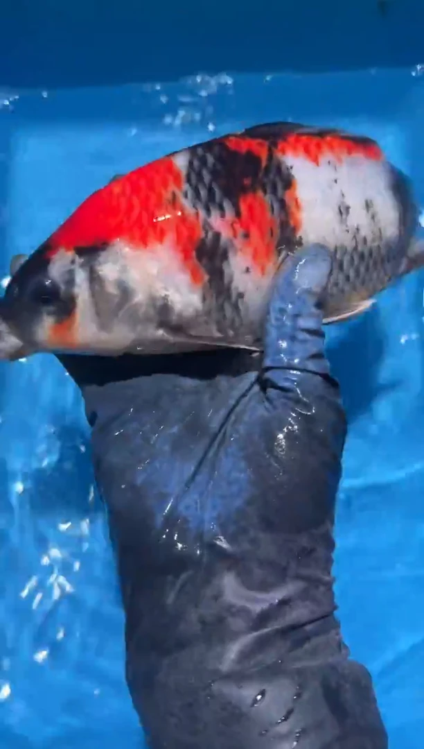 锦鲤点关注右下角竞拍链接出价