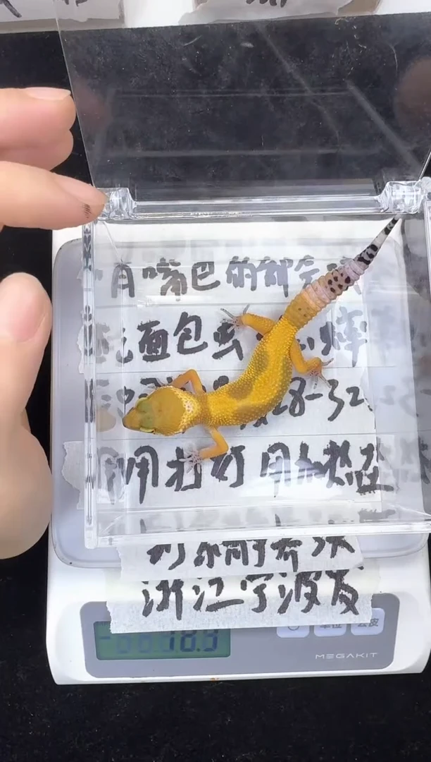 豹纹守宫豹纹守宫70