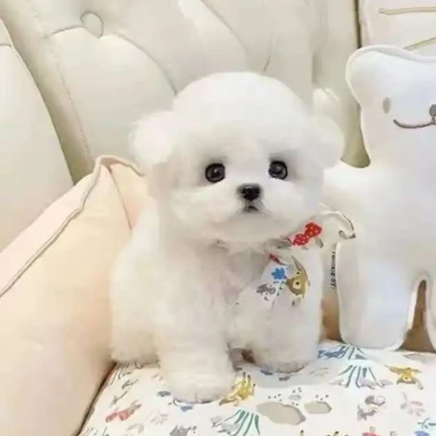 璇宝家的比熊萌宠活体质保30天