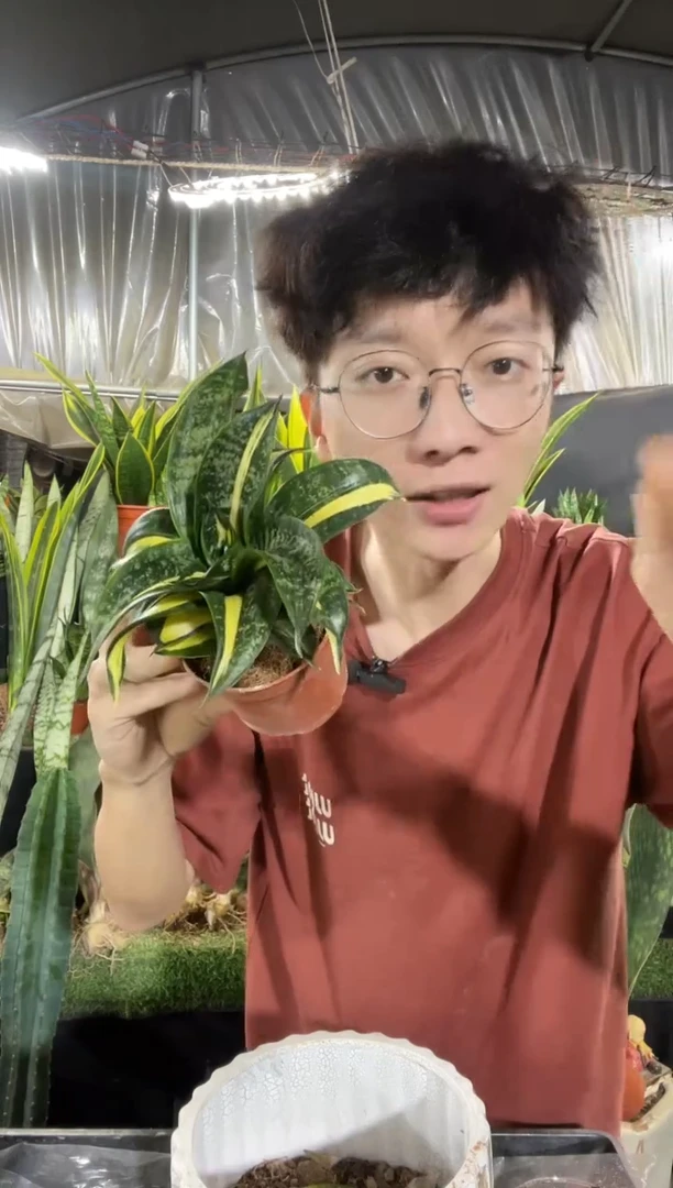 旋转海啸带盆土18.8