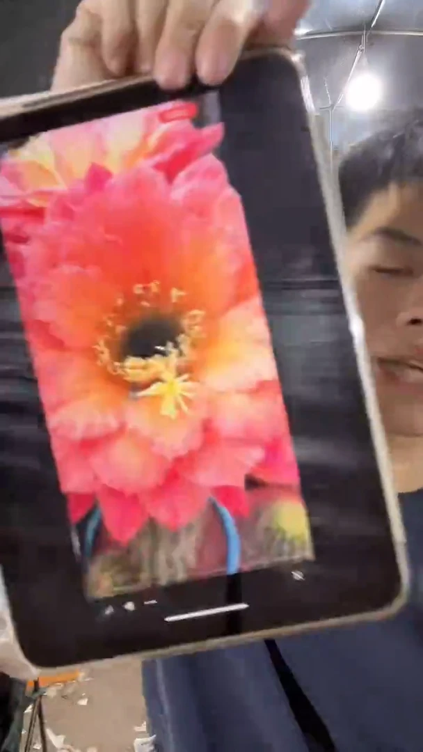 毛花柱开花品种牛牛