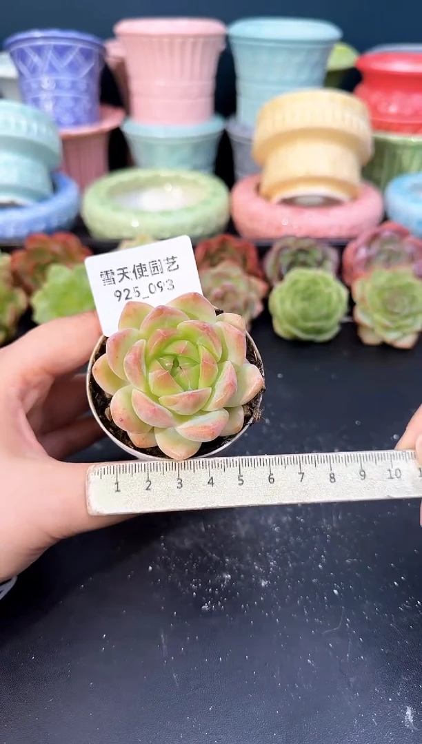 925-093青山（冠幅5cm）