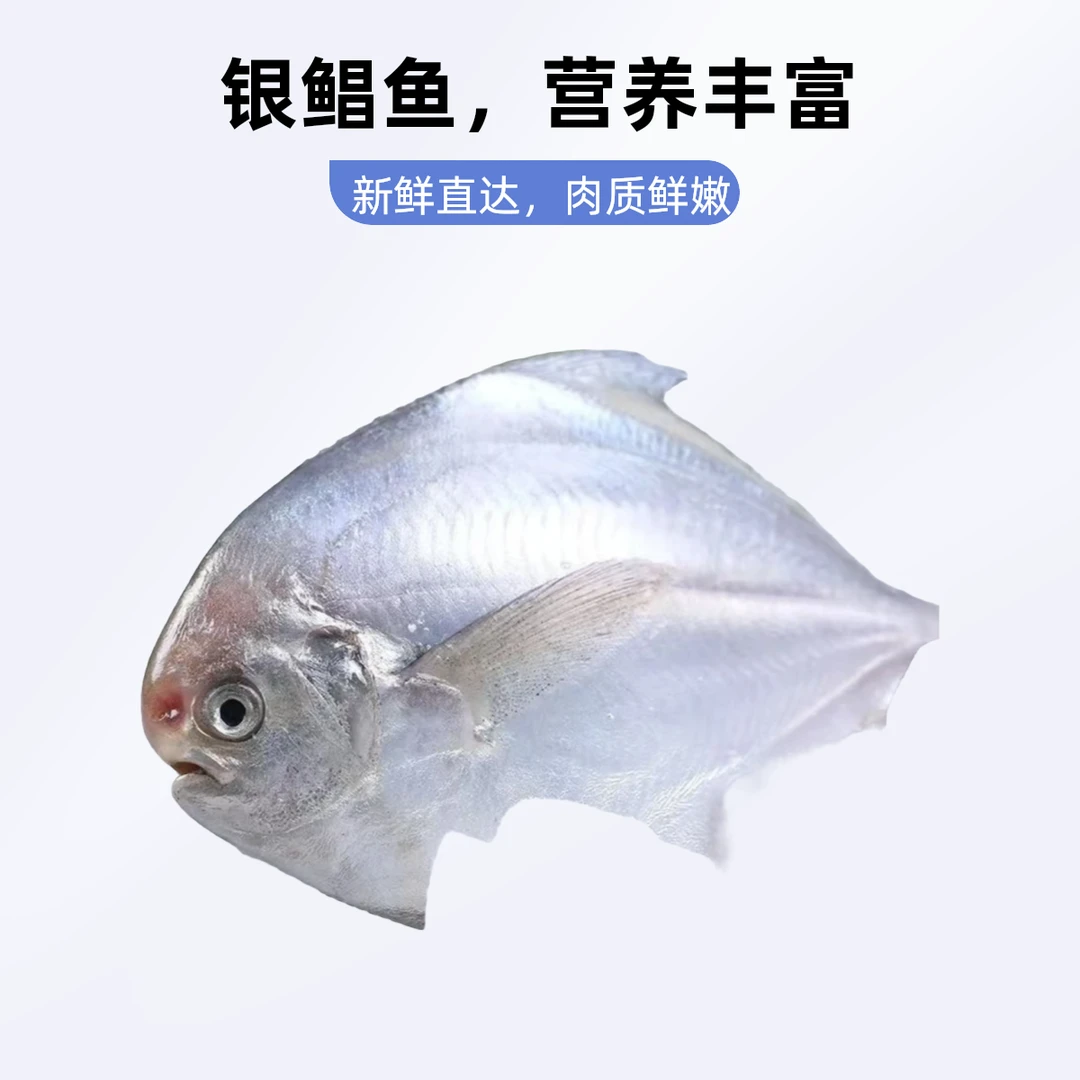 东海热气鲳鱼~一斤5条左右~到手4斤24条内~冰鲜发货顺丰包邮