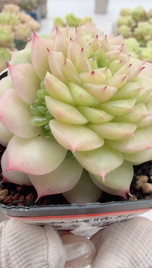 东云多肉园新款-64