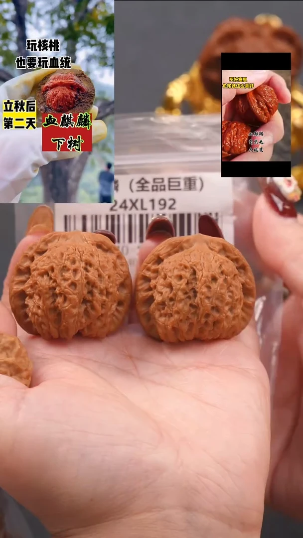 【闪购商品】文玩核桃把件40血麒麟狮子头（全品）