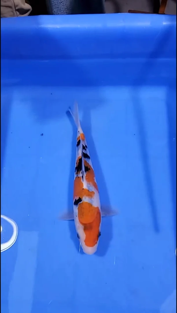 锦鲤【251126-15】 大正三色 22公分 不详 吉祥锦鲤