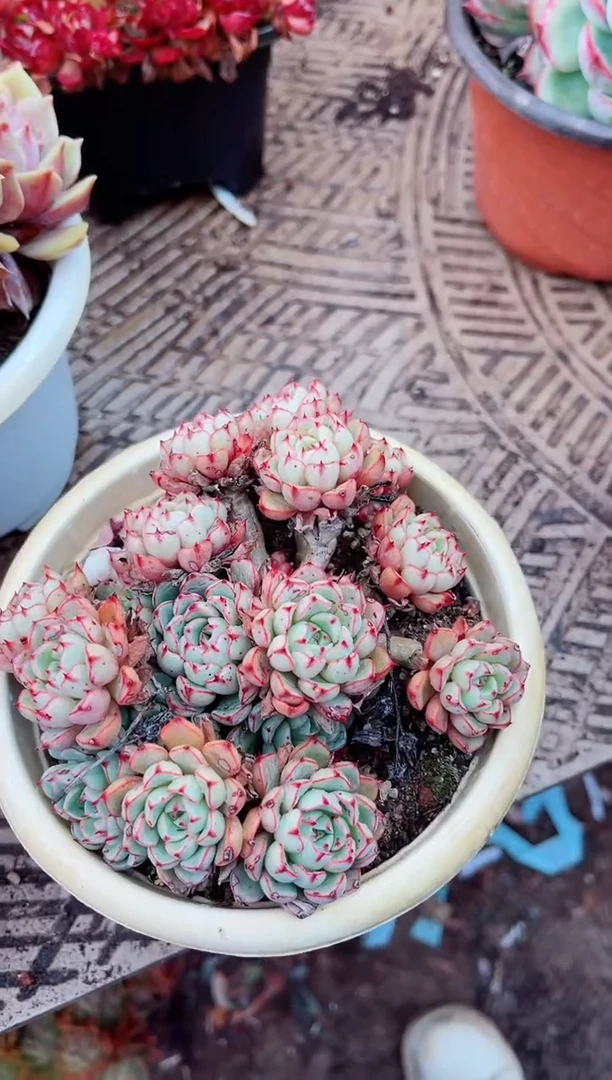 【闪购商品】04237