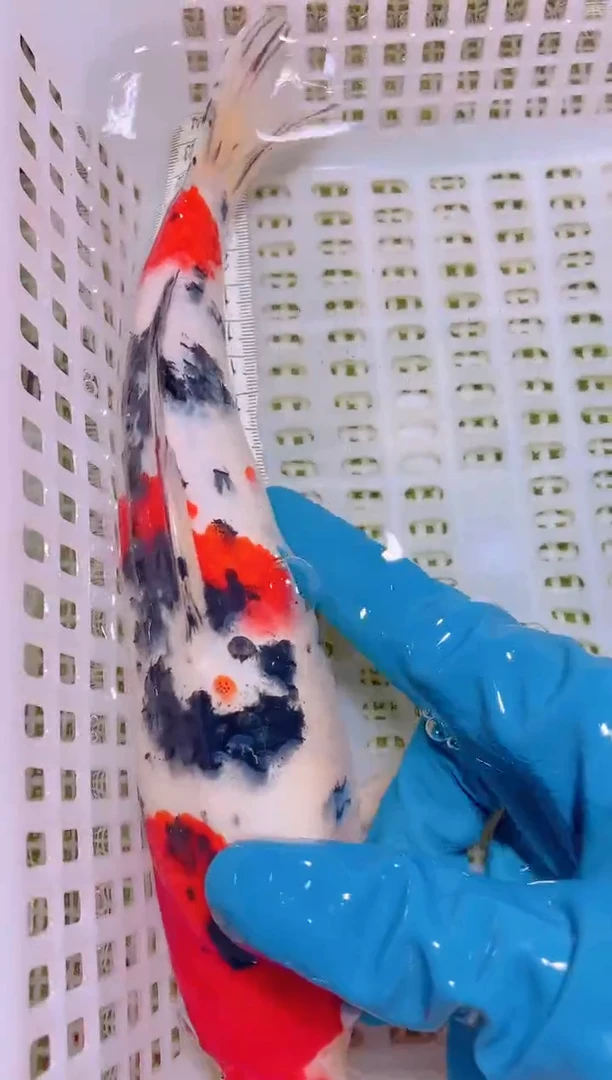 锦鲤冷水观赏鱼全场包邮8