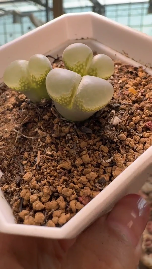 15-156多肉植物肉锥
