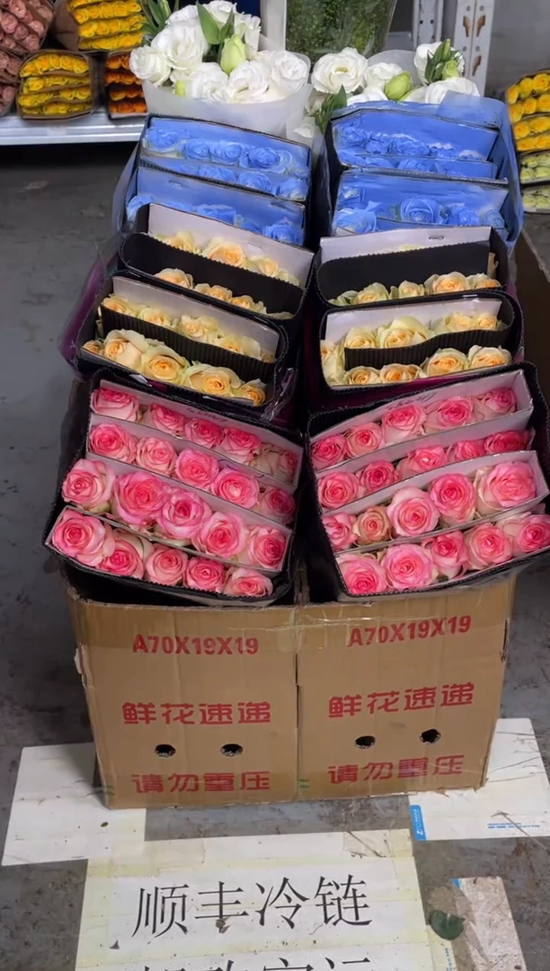 香槟20枝+爱莎20枝+碎冰蓝20枝+白桔梗400克+绿林草