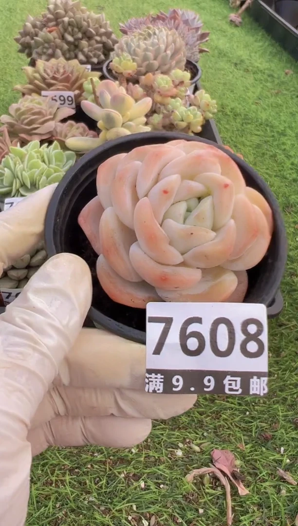 【闪购商品】信福多肉一物一拍