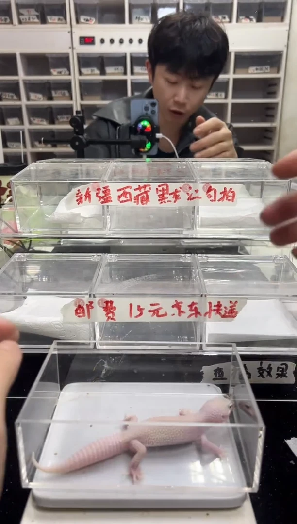 豹纹守宫豹纹守宫45