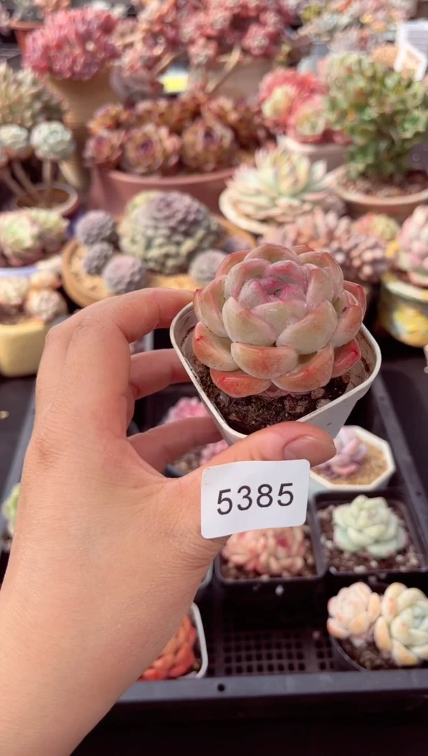 【闪购商品】5385单头多肉