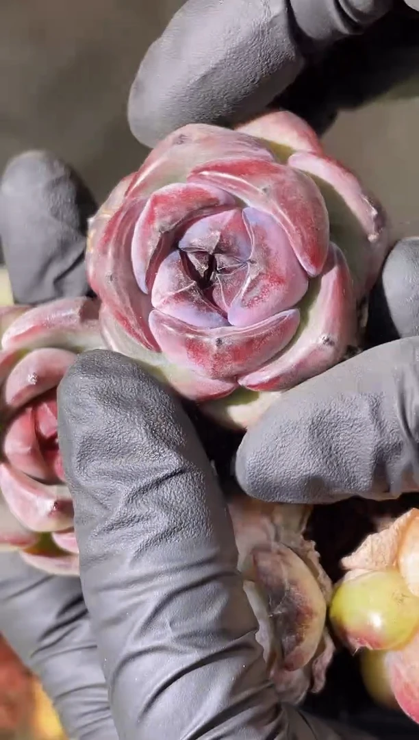 闪购2299 黑化贝尔3厘米左右一颗 量拍随机发