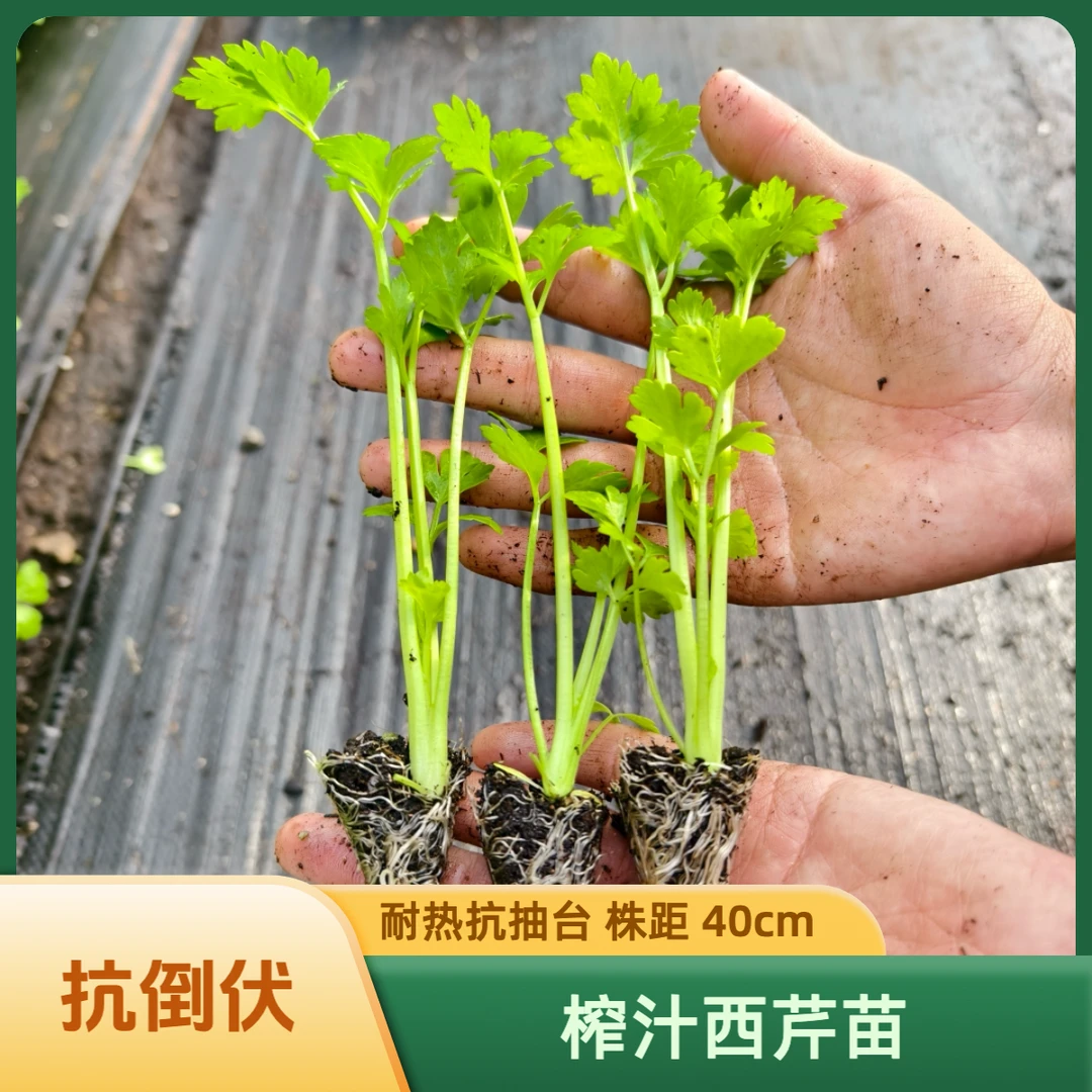 榨汁西芹蔬菜苗子四季可种植高产用品阳台盆栽芹菜秧苗皇后西芹