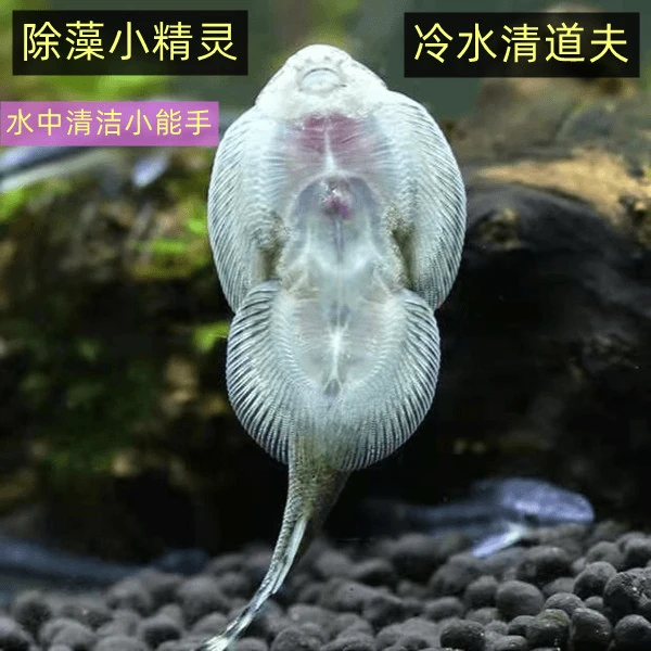 原生冷水贵州爬岩鳅大吸盘吃藻类清理鱼缸壁清道夫包邮除藻工