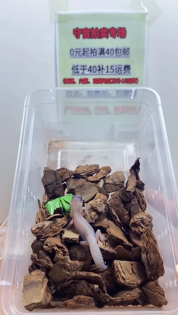 豹纹守宫豹纹守宫幼苗亚成体成体肥尾
