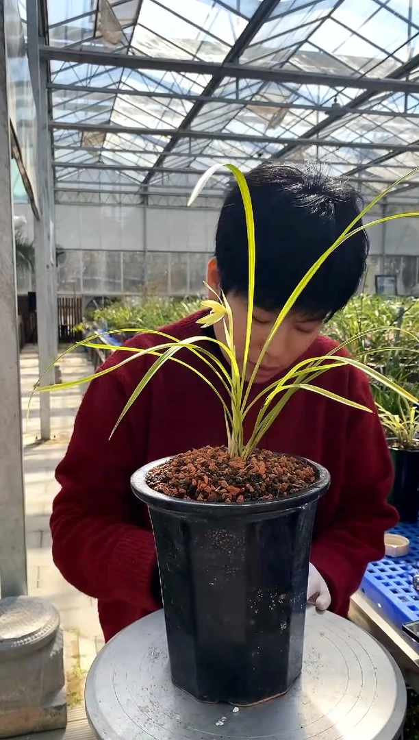 【闪购商品】绿谷明月，安陵容