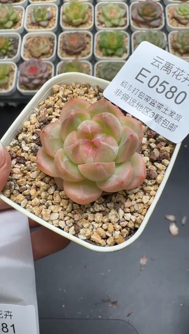 580E云禹多肉植物 带盆土纸巾打包 3颗包邮
