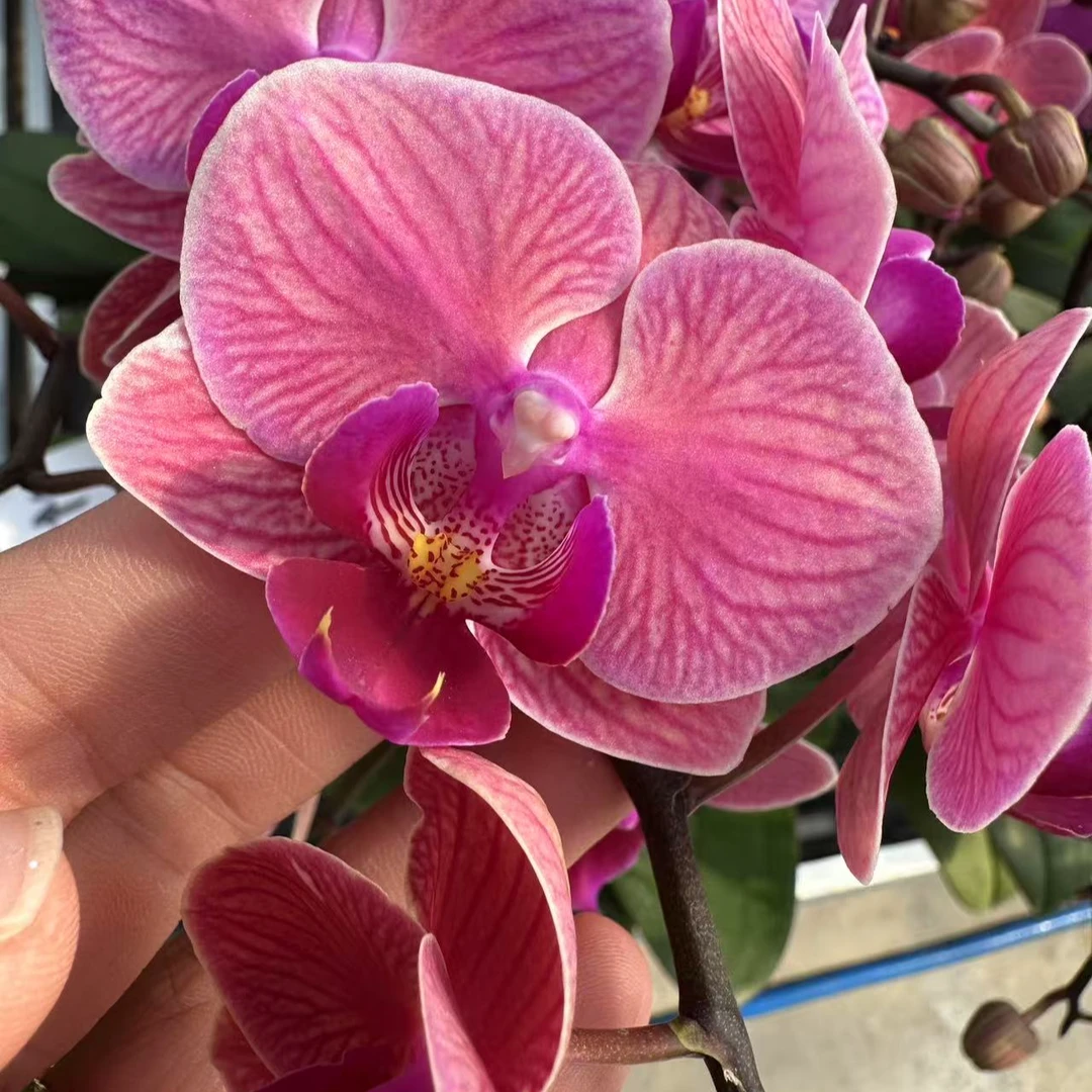 【小橙红花3.0寸】蝴蝶兰鲜花盆栽