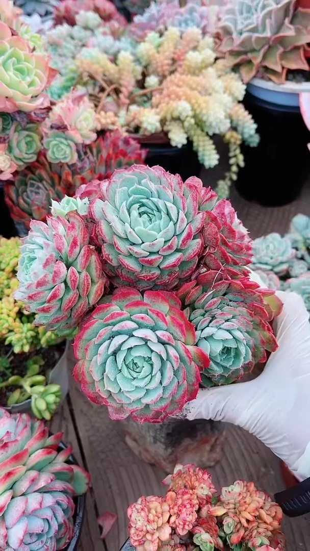 【闪购商品】13095