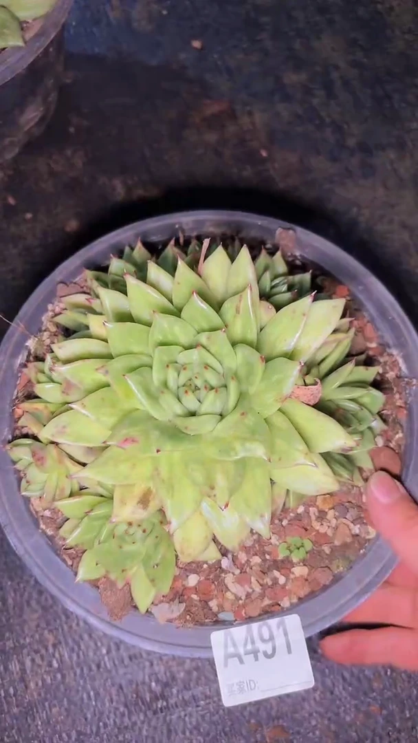 赵*钱A491蔷薇玛利亚