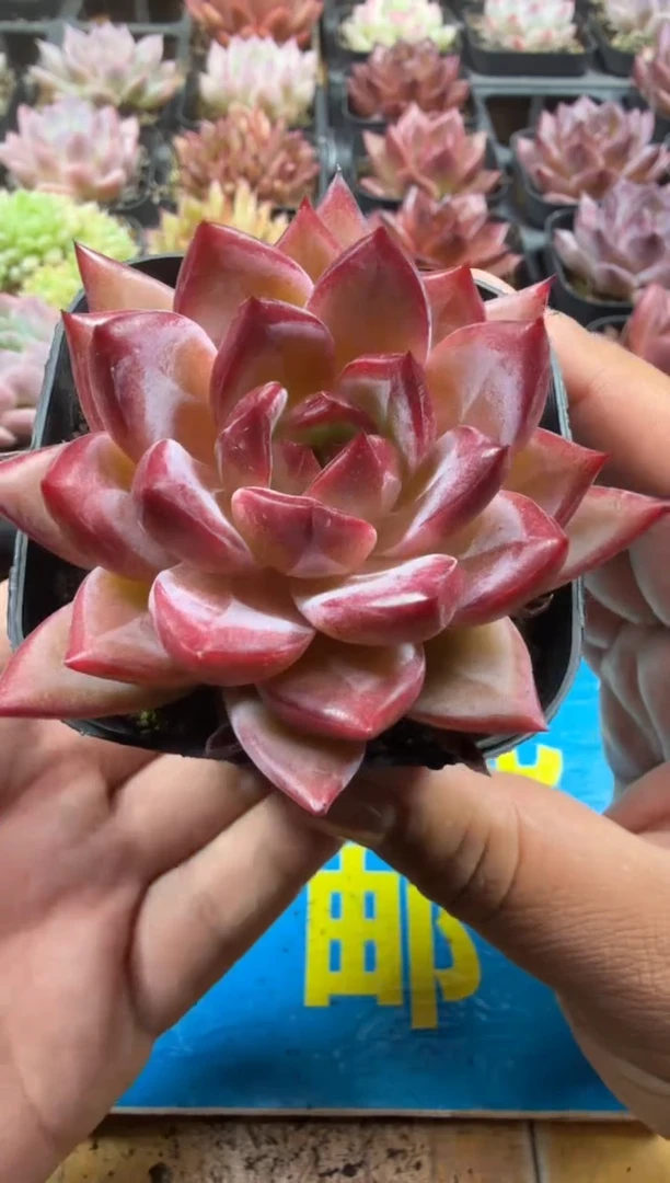 东云多肉园三号店-31