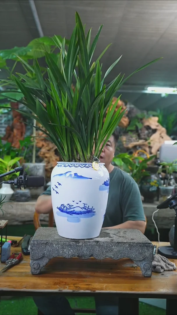 完全开放墨兰375T