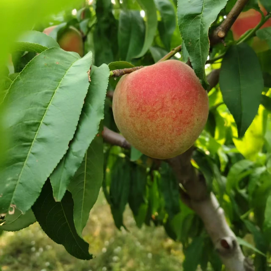 青泽农场-本地金秋红蜜水蜜桃脆甜多汁现摘现发5斤/8斤装
