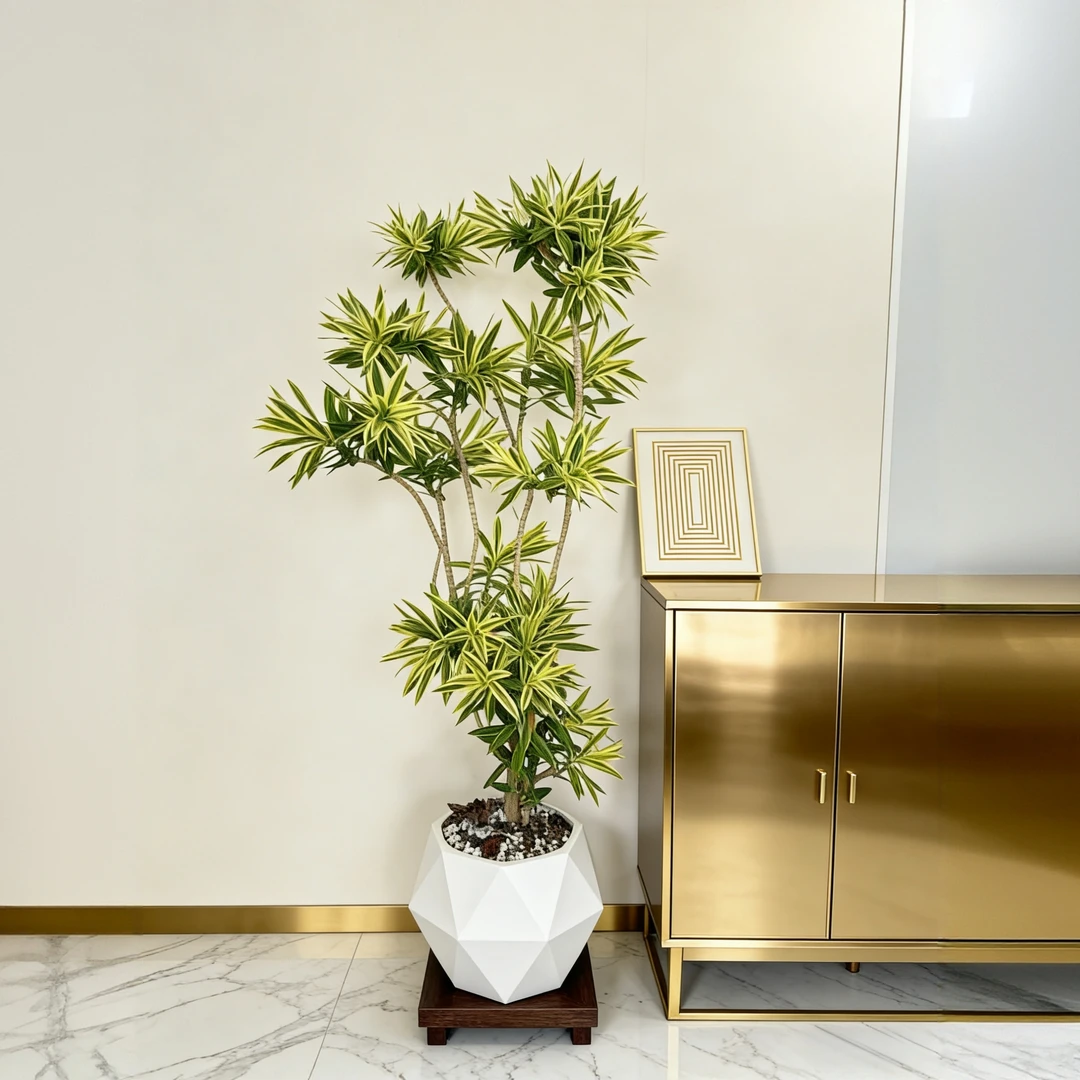 【植光秘境】老桩梦幻金边百合竹高端绿植步步高升百年好合