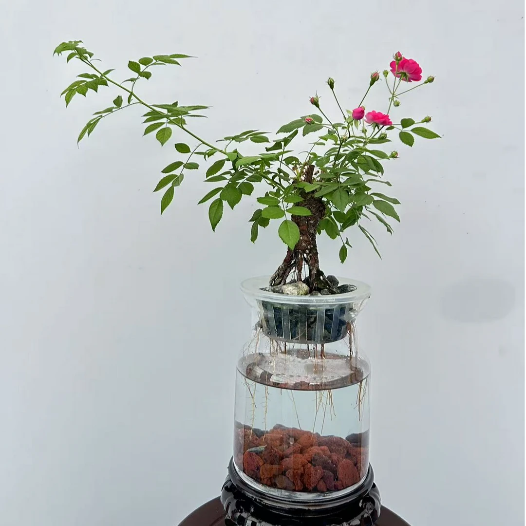 蔷薇水培花卉盆景造型老桩开花