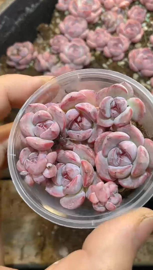 401菡萏虹量拍一组