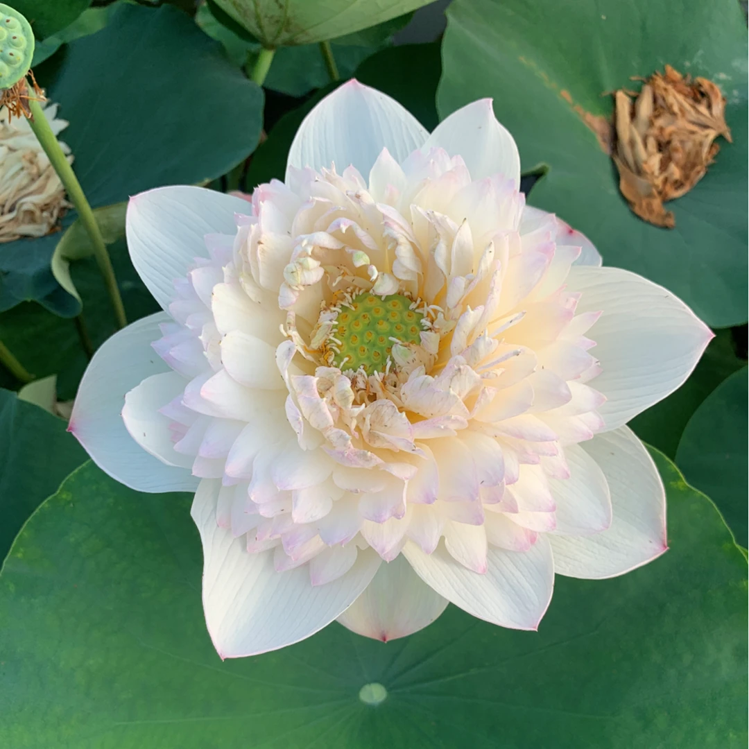 秦时明月大型观赏盆栽荷花种藕庭院荷花水生花卉根球