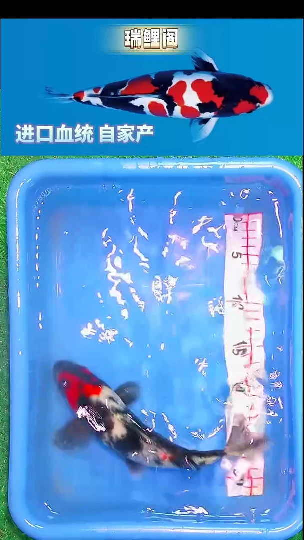 锦鲤瑞鲤阁精选--14