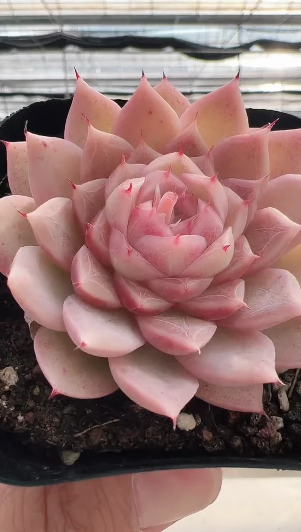 【闪购商品】绯月潭-16