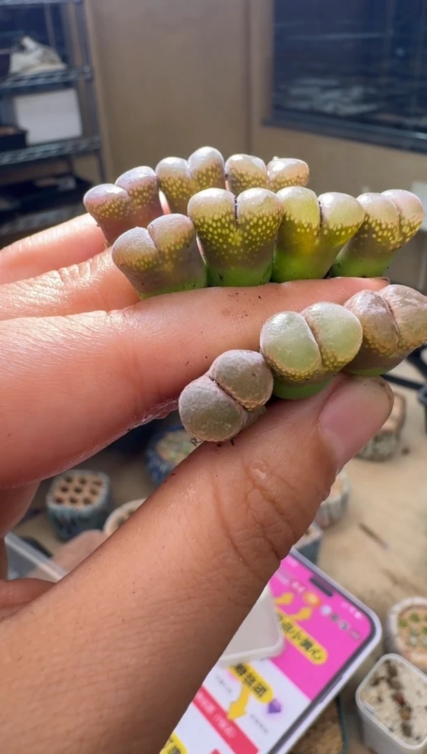 5-96多肉植物风铃一颗