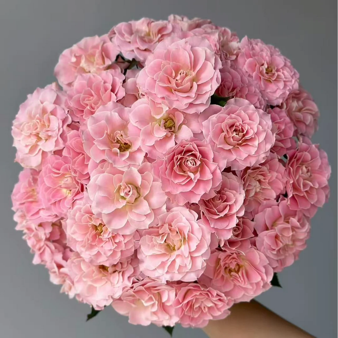 【韶华多头玫瑰】任意两单及两单以上鲜花顺丰包邮发货