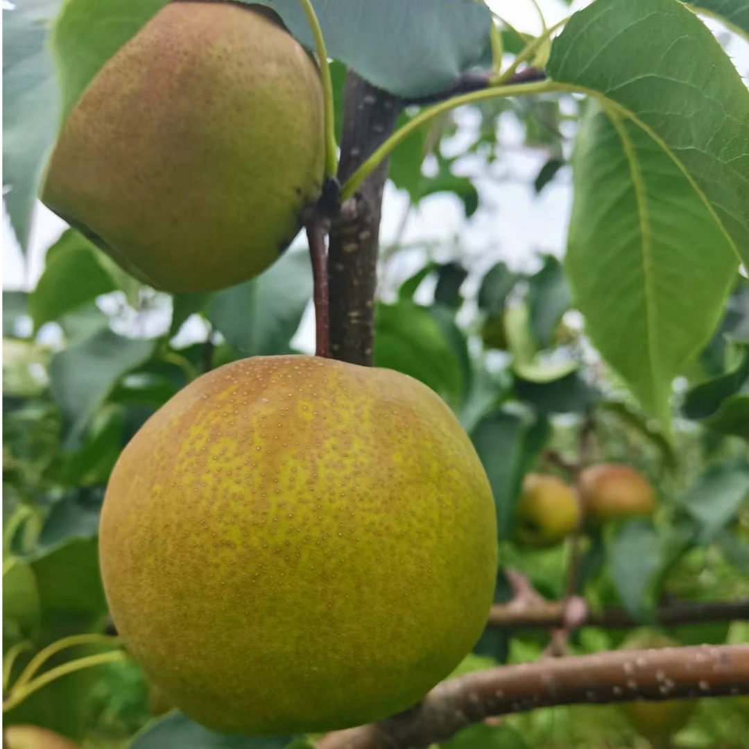 秋丽臻果陕西冰糖心翡翠梨当季孕妇新鲜水果玉露香梨酥脆批发礼盒