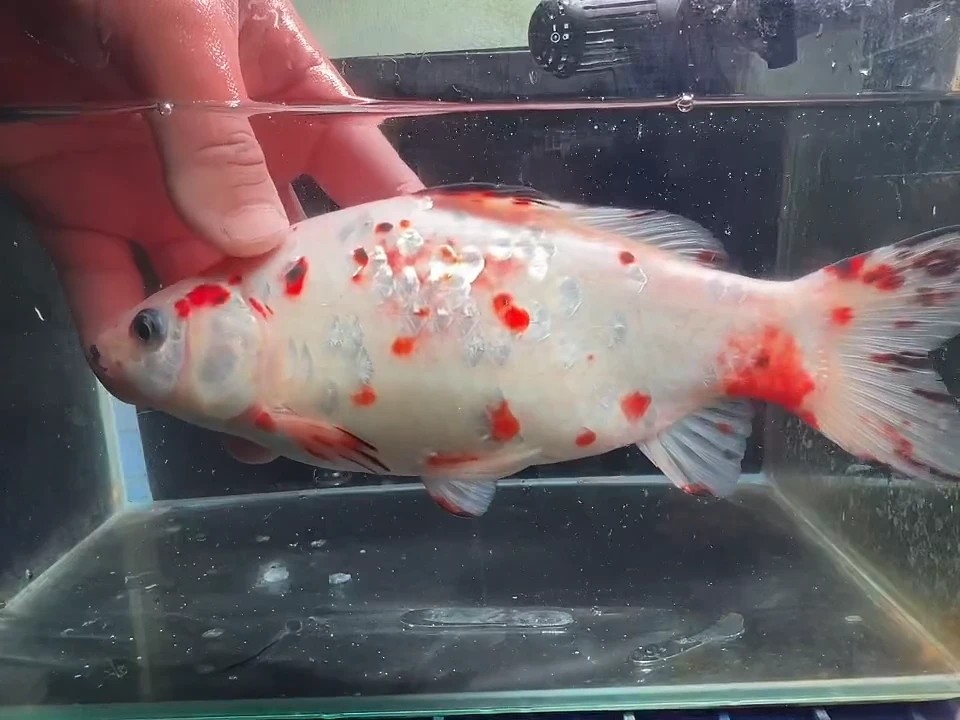 金鱼短尾草金鱼专用链接93