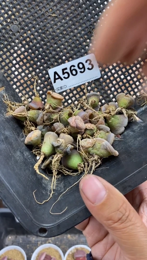 【闪购商品】5693直播一物一拍