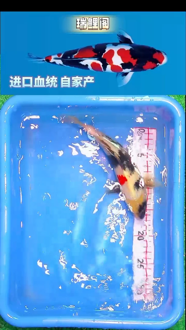 锦鲤瑞鲤阁精选--51