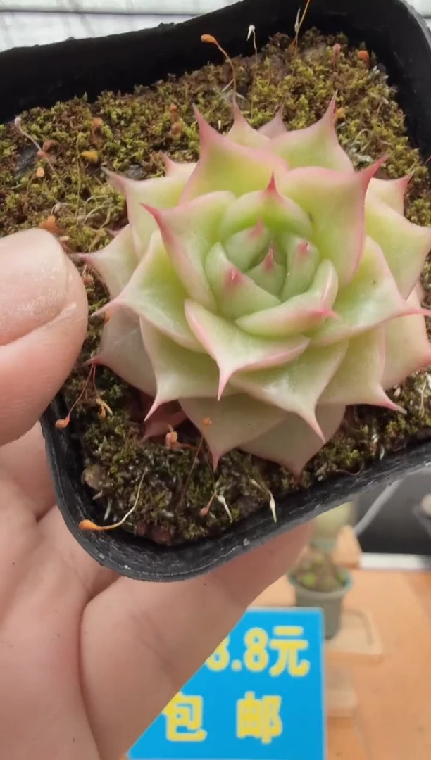 东云多肉园二店-99