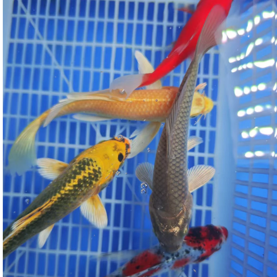 19号【红+白+兰花草+松叶+绿茶】10-12红色红白是草金 冷水鱼